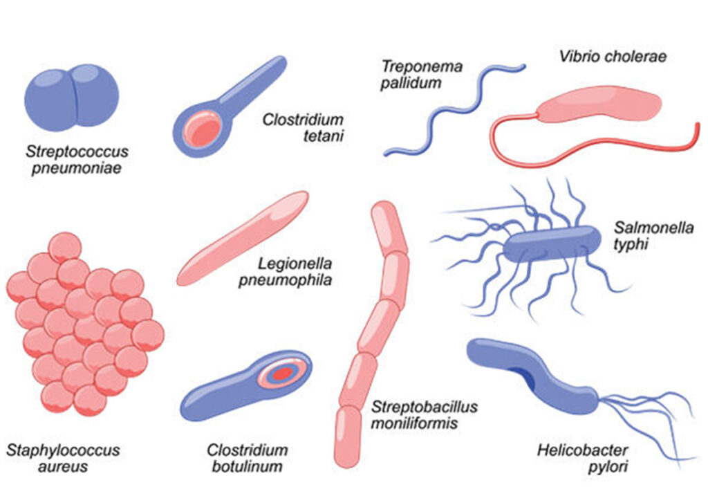 Бактерии Стрептококки трепонема холера сальмонелла хеликобактер стафилококки 